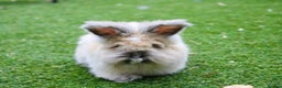 Angora rabbits for sale: English Angora pair  - Advert 6