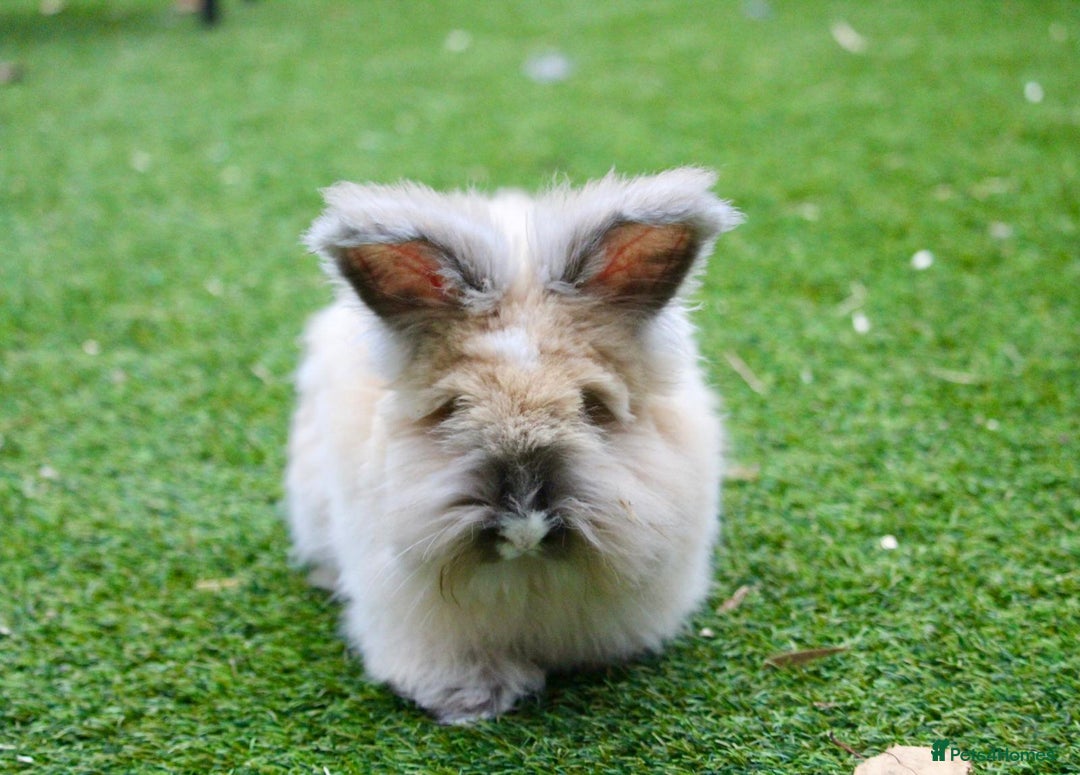 Angora rabbits for sale: English Angora pair  - Advert 6