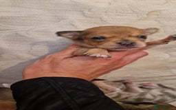 Chihuahua dogs for sale: Beautiful litter of 6 full chihuahuas  - Image 22