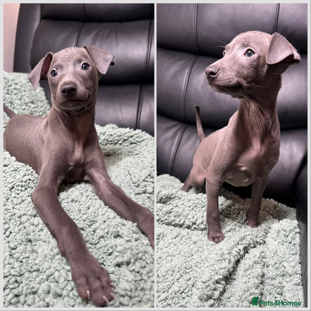 Italian Greyhound dogs for sale: Italian Greyhound Boys  in Barnsley - Advert 2