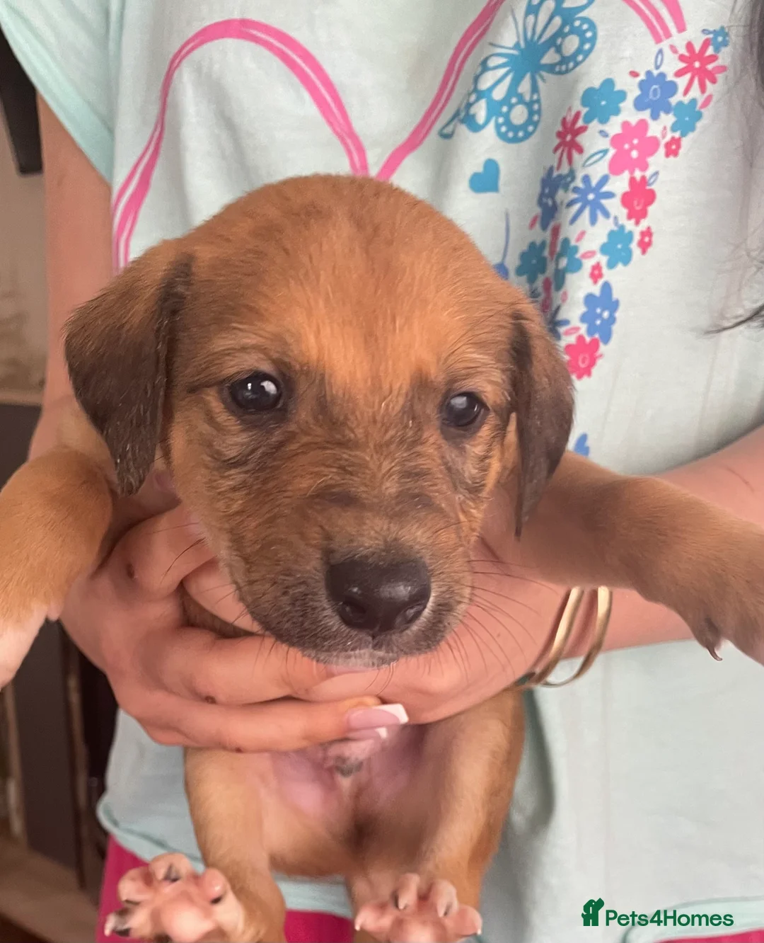 Greyhound dogs for sale: Saluki Greyhound pups  in Wakefield - Advert 7