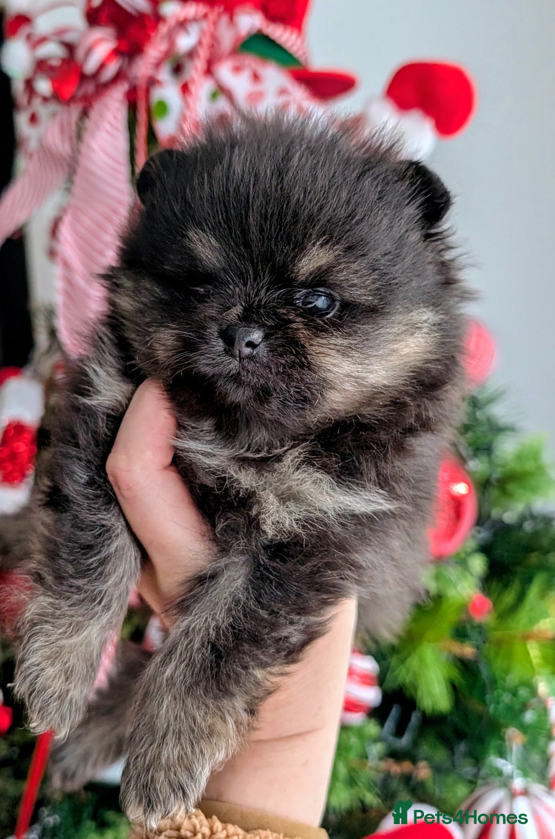 Pomeranian dogs for sale: All pups reserved  - Advert 37