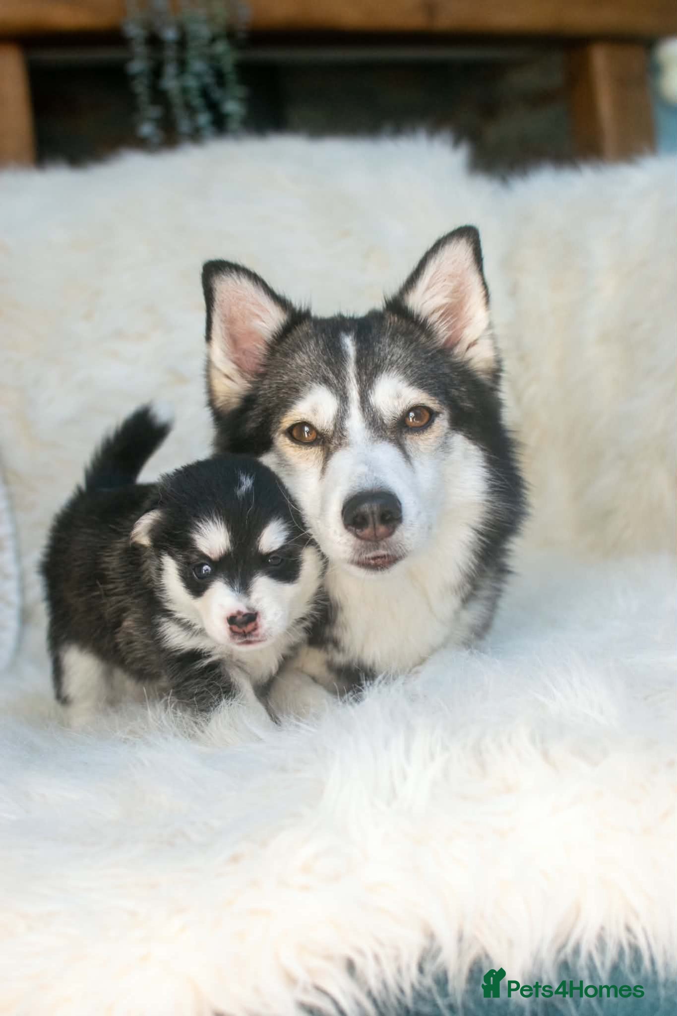 Pomsky dogs FIVE STUNNING POMSKY PUPPIES  - Advert 2