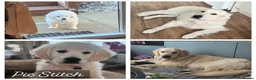 Golden Retriever dogs for stud: Golden Retriever for stud aka looking for love - Advert 1