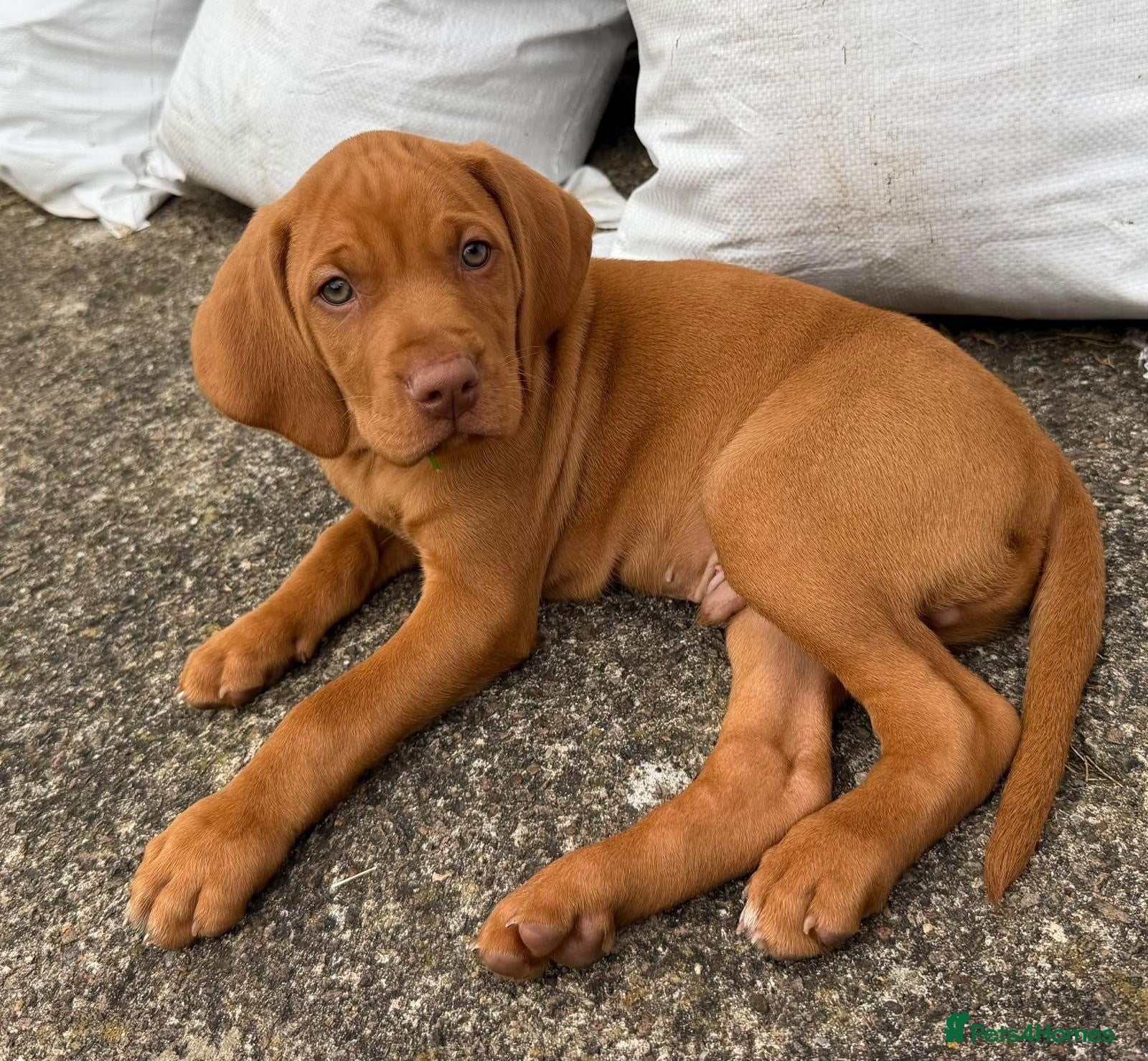 Hungarian Vizsla dogs Beautiful girl - Advert 4