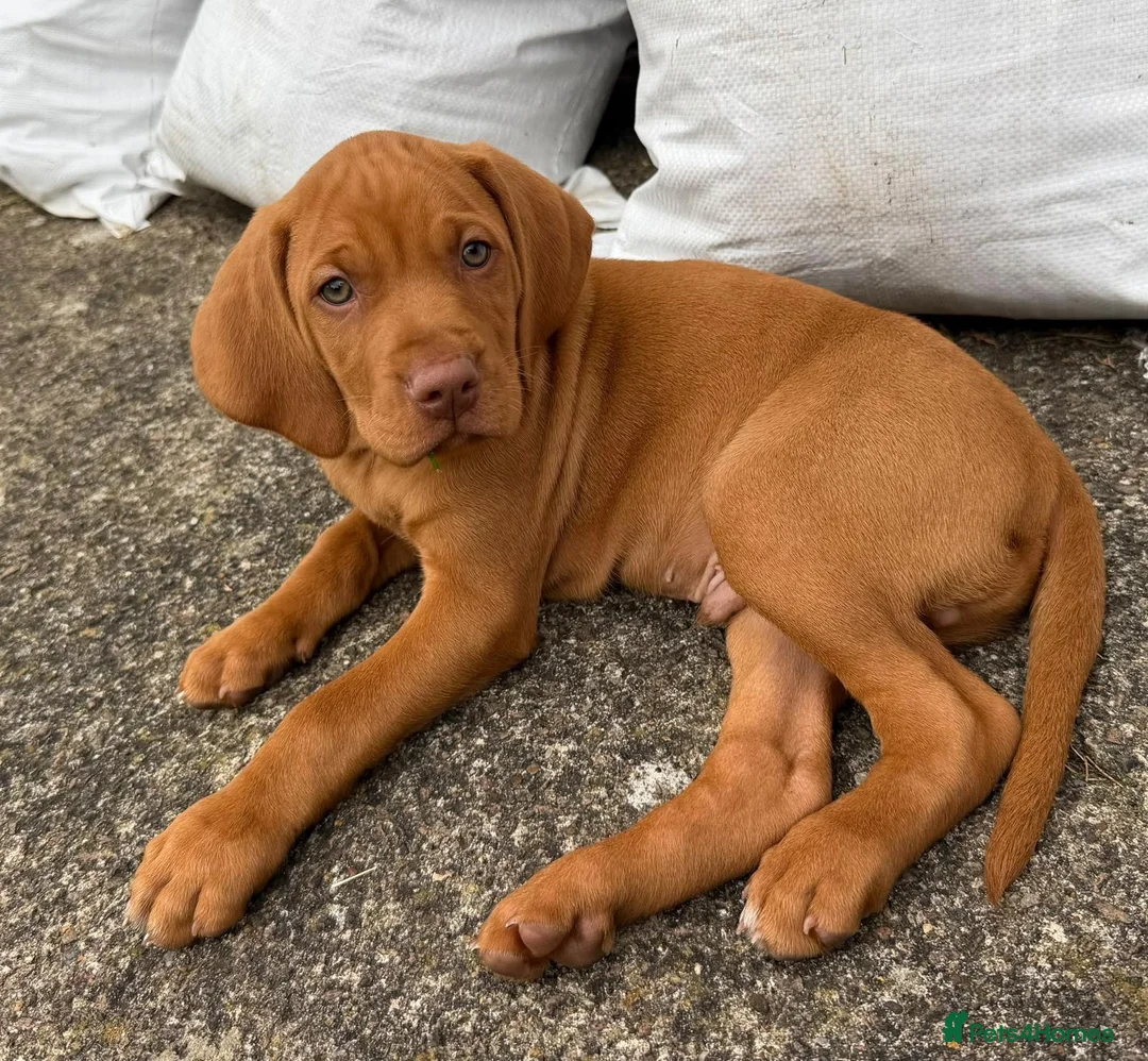 Hungarian Vizsla dogs for sale: Beautiful girl - Advert 1