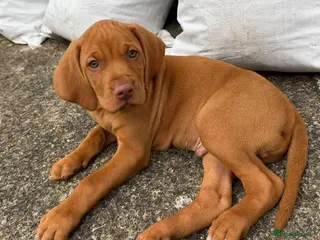 Hungarian Vizsla dogs Beautiful girl - Advert 4