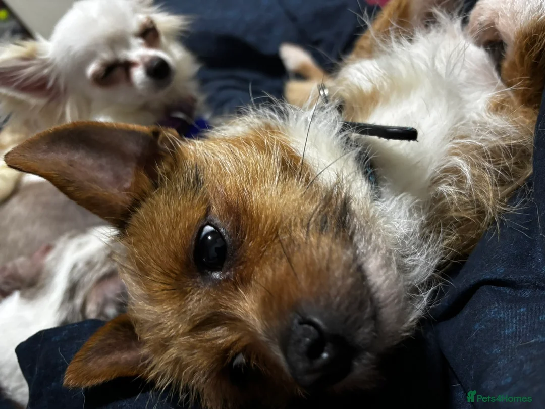 Mixed Breed dogs for sale: biscuit in Holywell - Advert 1