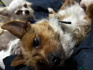 Mixed Breed dogs biscuit - Advert 15