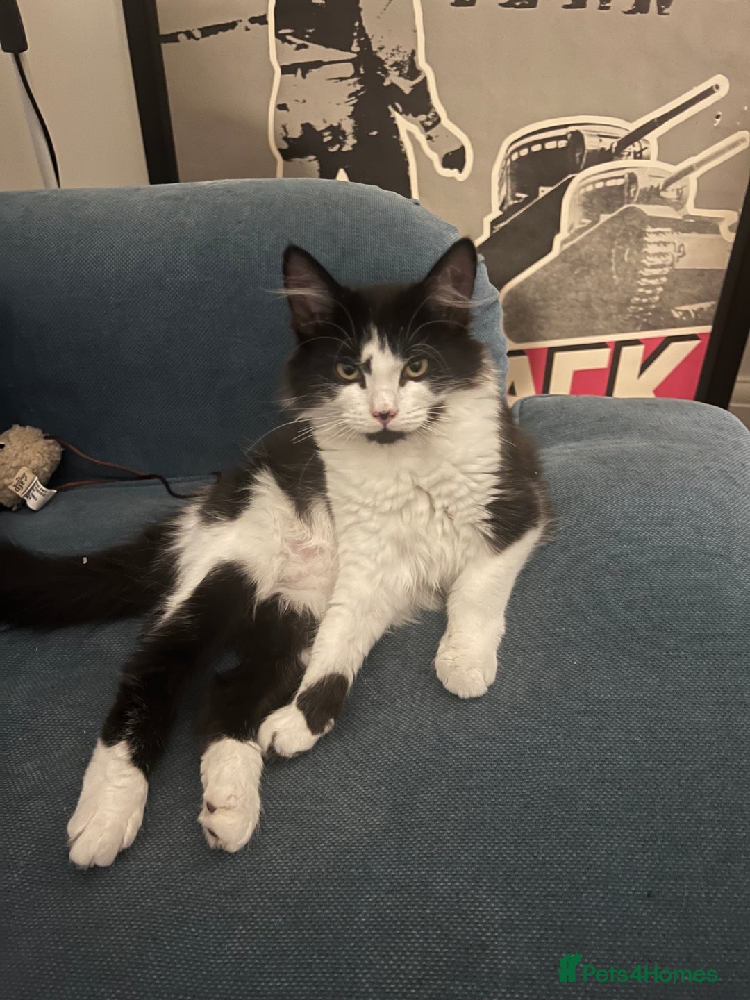 Mixed Breed cats for sale: Sweetest Bonded 6 month kittens (brother & Sister) - Advert 7