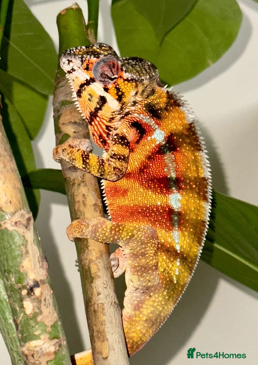 Chameleon reptiles for sale: Ambilobe Panther Chameleon Male - Advert 8