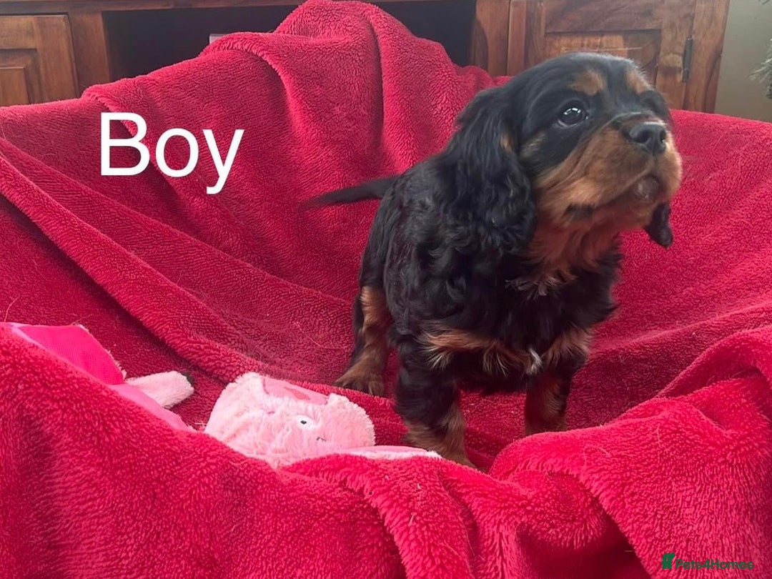 Cavalier King Charles Spaniel dogs for sale: Cavalier king charles puppies for sale - Advert 4