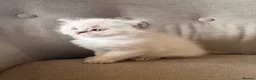 Ragdoll cats for sale: Mischievous trio of gorgeous ragdolls - Advert 20