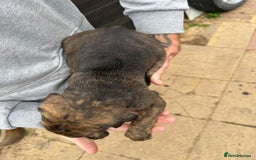 Mixed Breed dogs for sale: Outstanding quality litter of twelve pups - Image 13