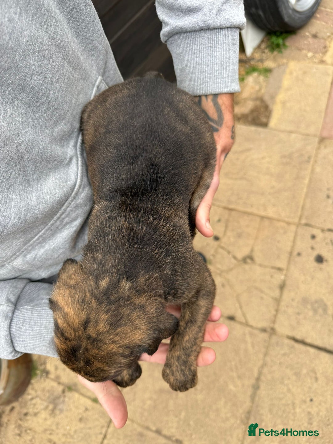 Mixed Breed dogs for sale: Outstanding quality litter of twelve pups - Image 13