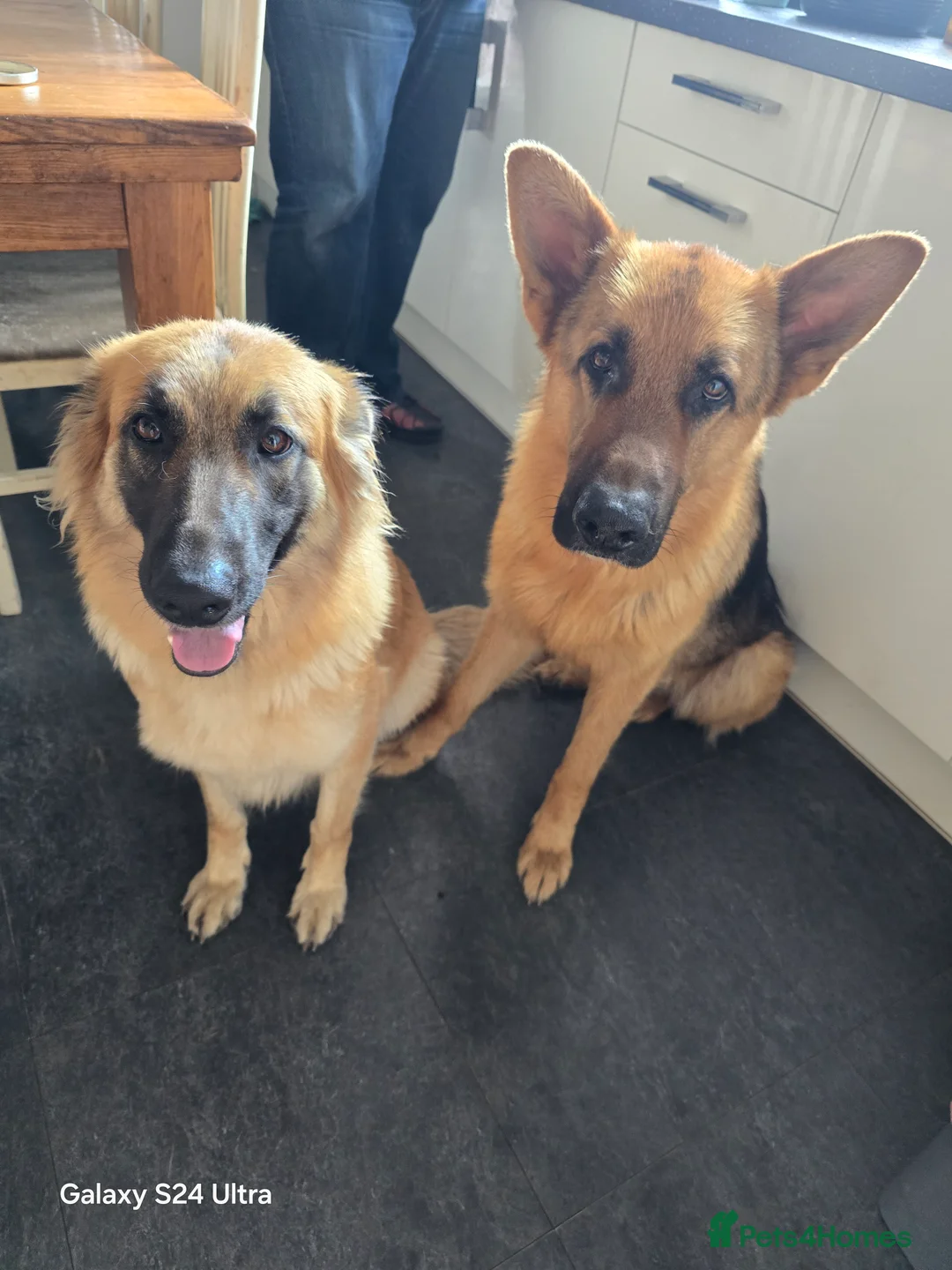German Shepherd dogs for stud: 3 year old german shepard for stud proven. - Advert 4