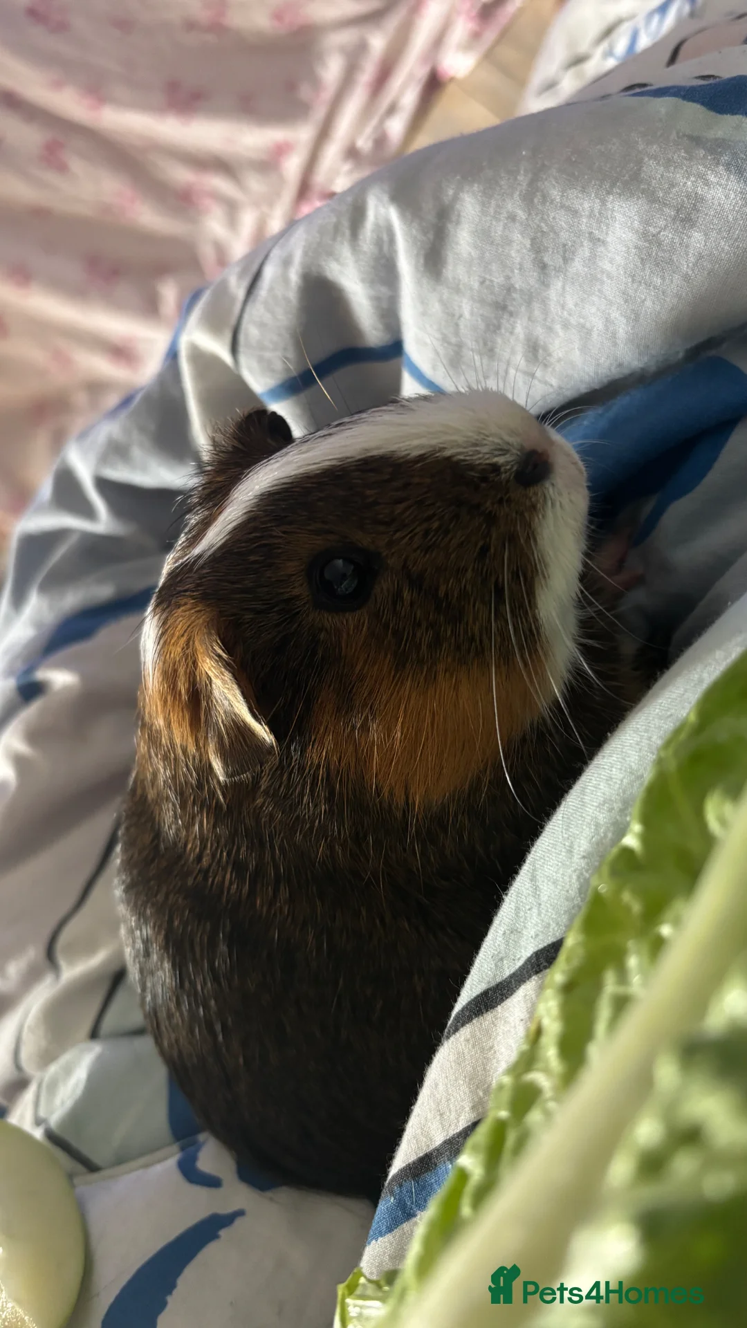 Guinea Pig rodents for sale: Male guinea pig - Advert 2