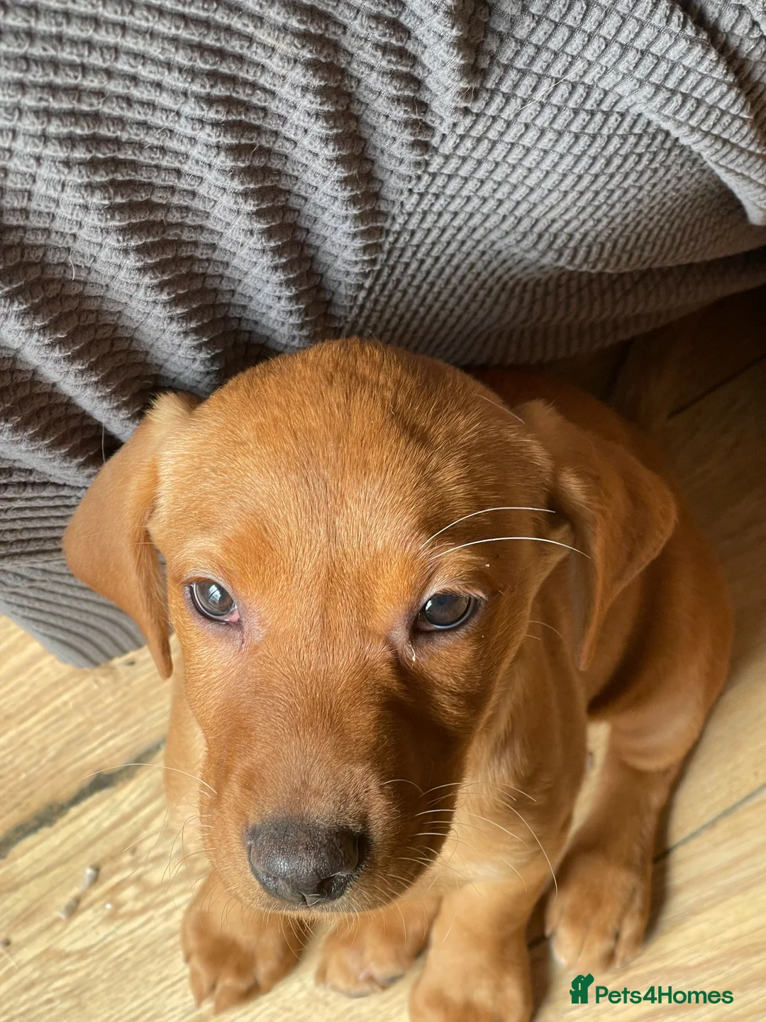 Labrador Retriever dogs for sale: Stunning Labrador Retriever Puppies - Advert 2