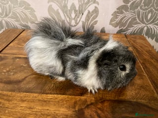 Guinea Pig rodents MALE Guinea pigs - Advert 1