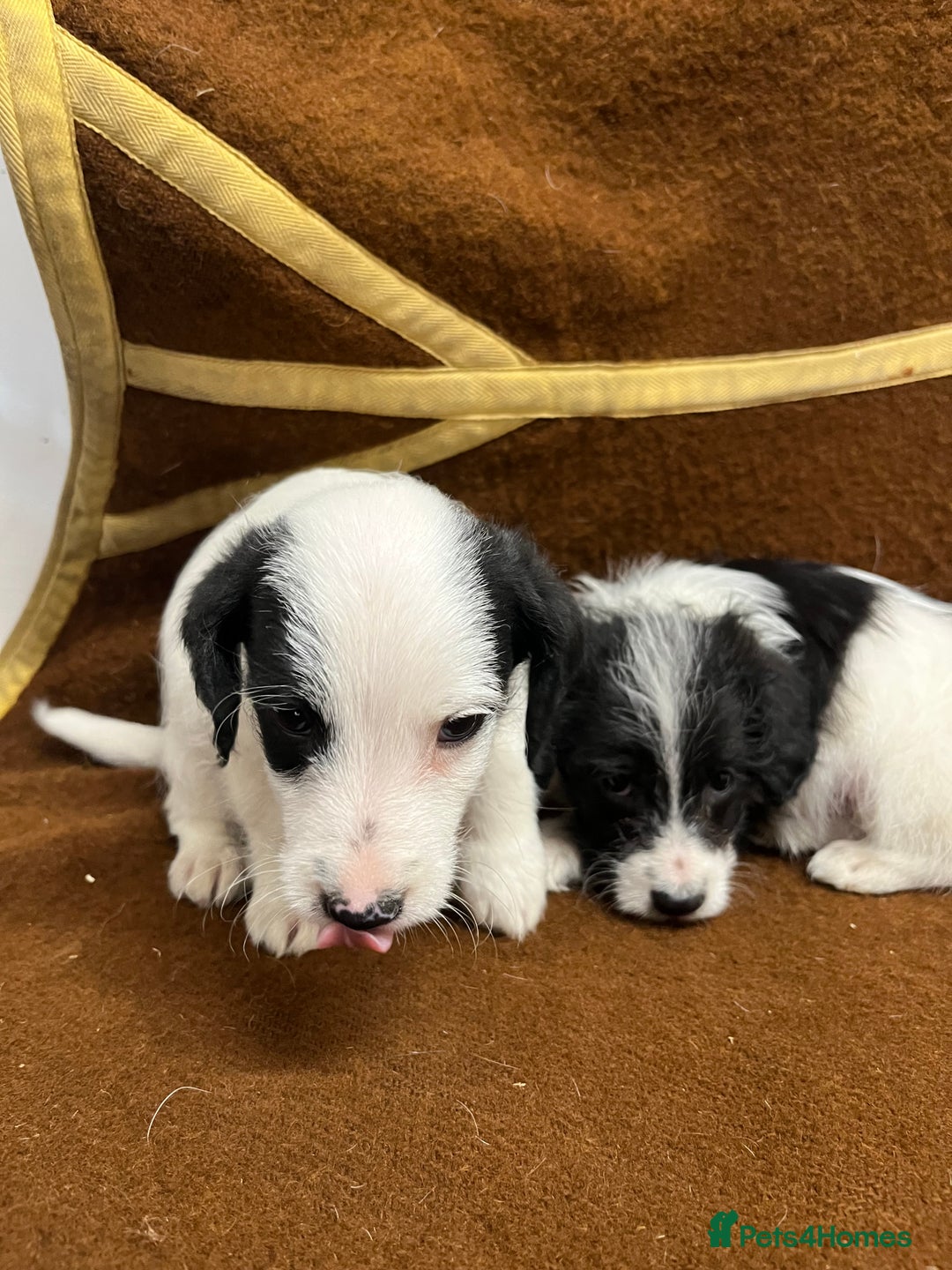 Jackapoo dogs for sale: Beautiful Jackapoo Puppies, READY NOW - Image 29