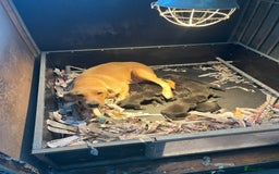 Labrador Retriever dogs for sale: proper working Labradors  - Image 2