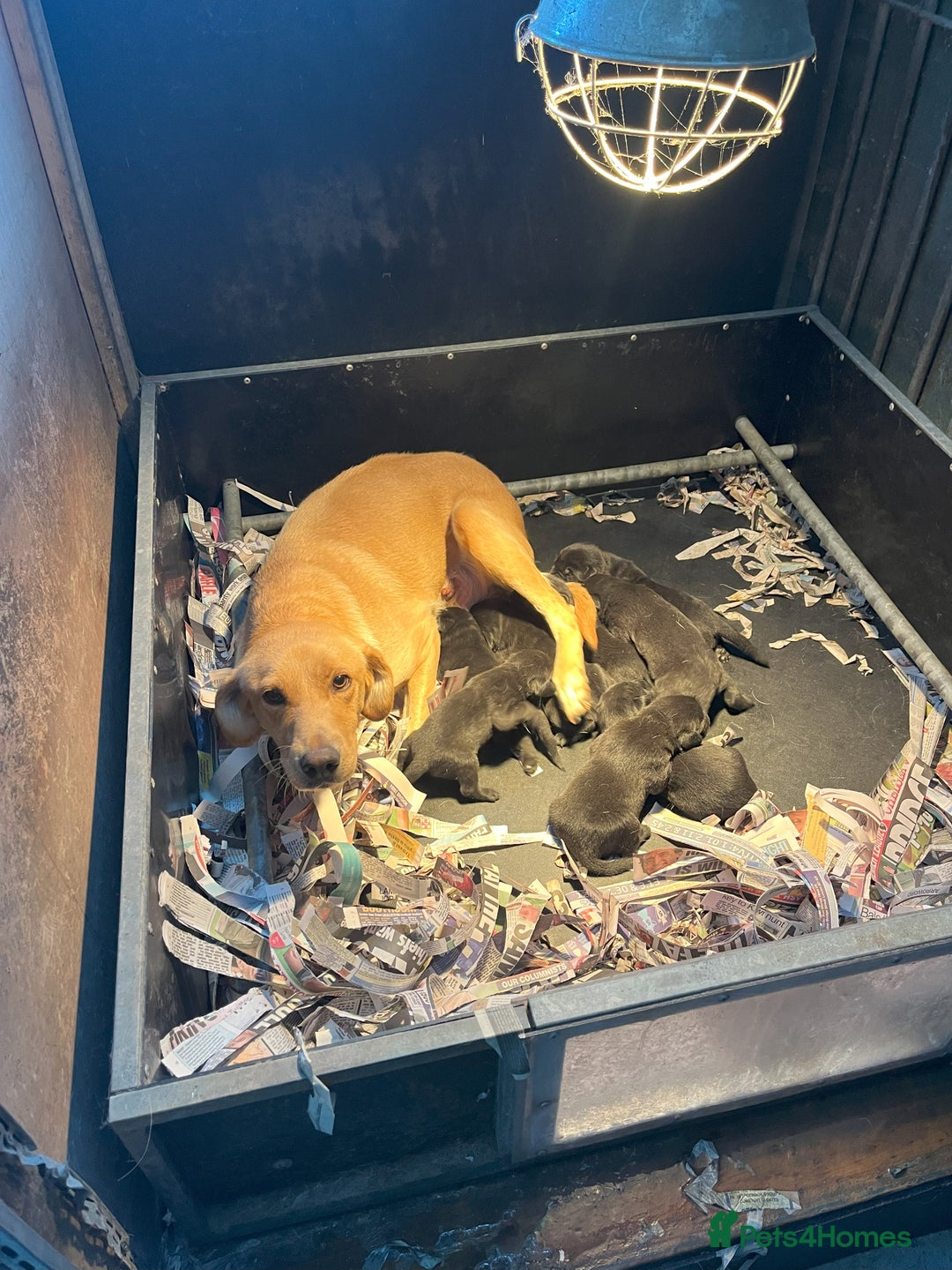 Labrador Retriever dogs for sale: proper working Labradors  - Image 2