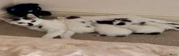 Mixed Breed cats for sale: Four beautiful kittens available  - Advert 7