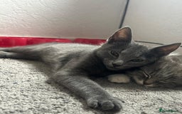 Mixed Breed cats for sale: Silky Grey Male Kitten (4 months old) - Image 4