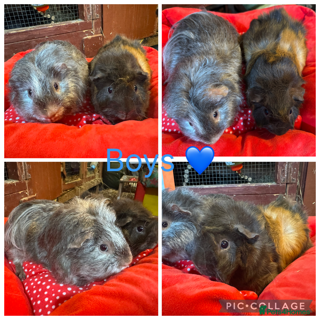 Guinea Pig rodents for sale: Mixture of Girl & Boy piggy’s looking for new laps - Advert 21