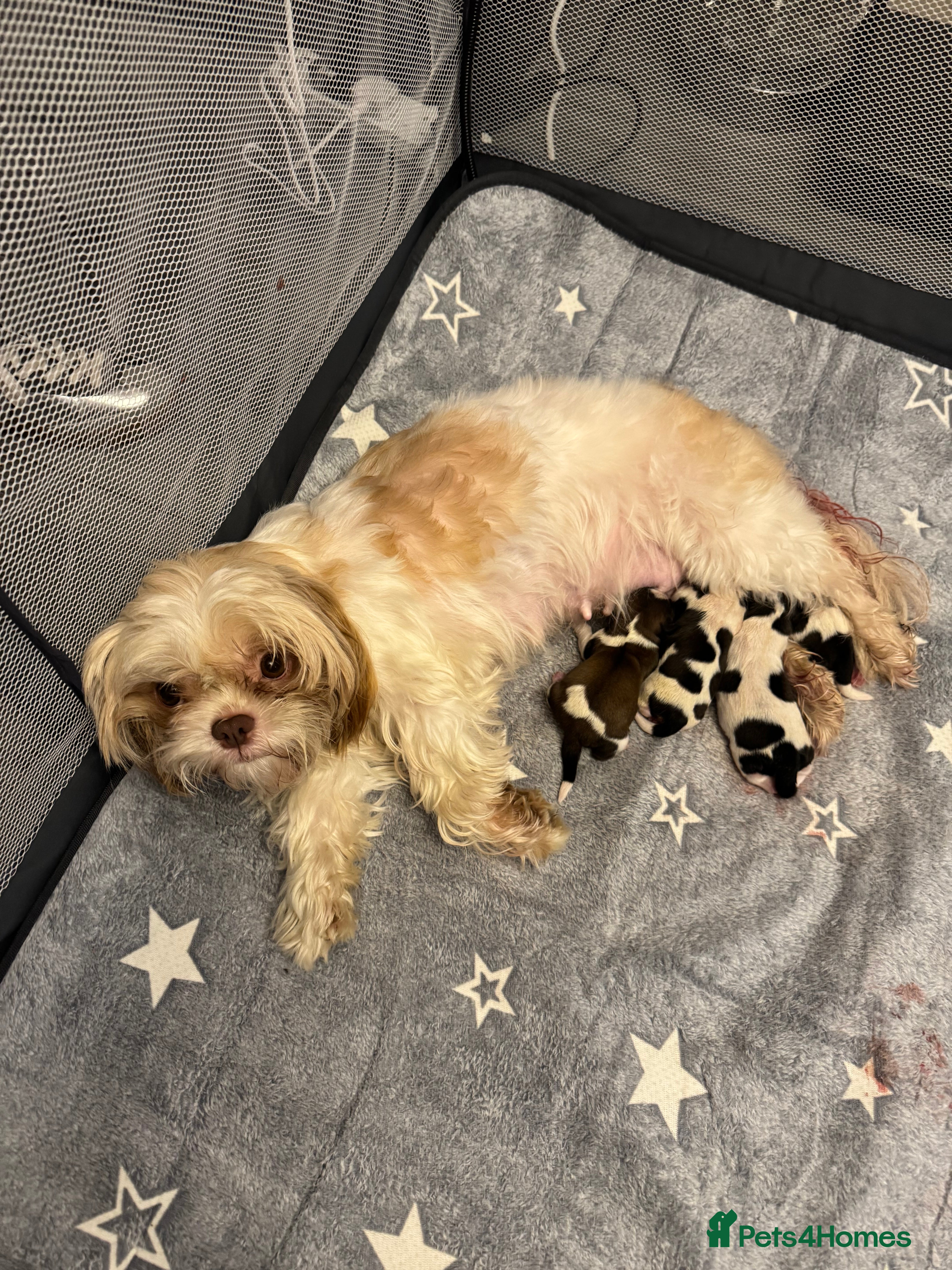 Shih Tzu dogs 1 girl left out of a litter of 4 - Advert 14