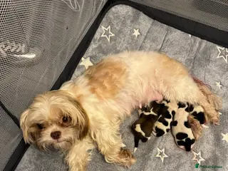 Shih Tzu dogs 1 girl left out of a litter of 4 - Advert 1