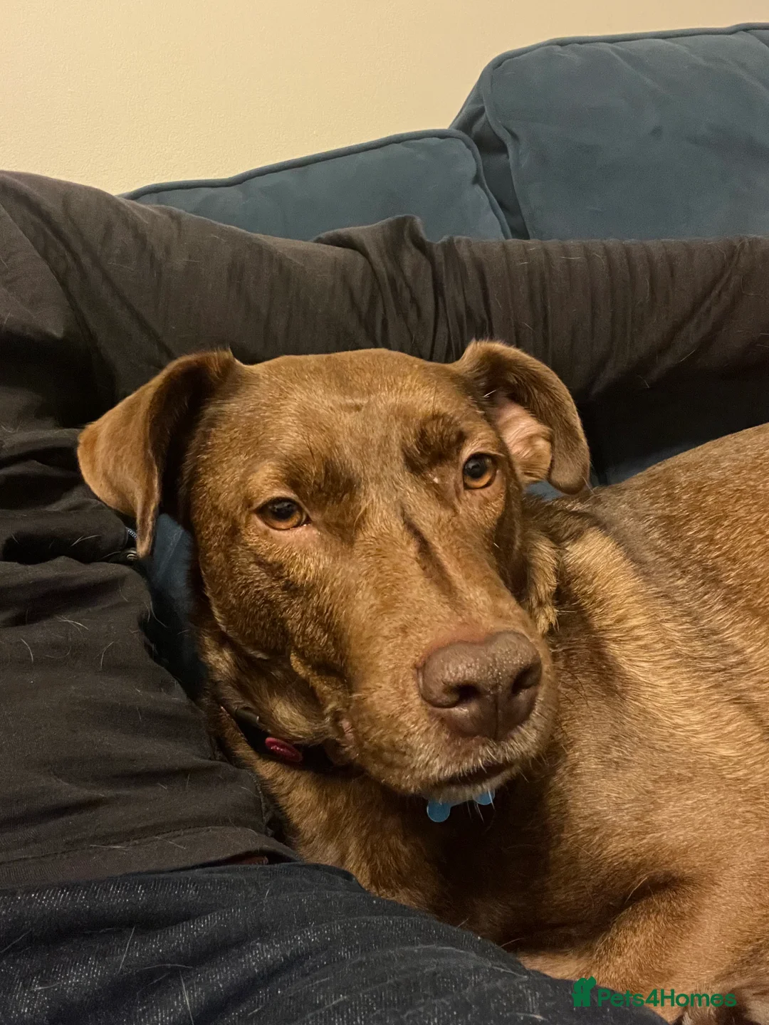 Mixed Breed dogs for adoption: Coko Looking For His Forever Home  - Advert 2