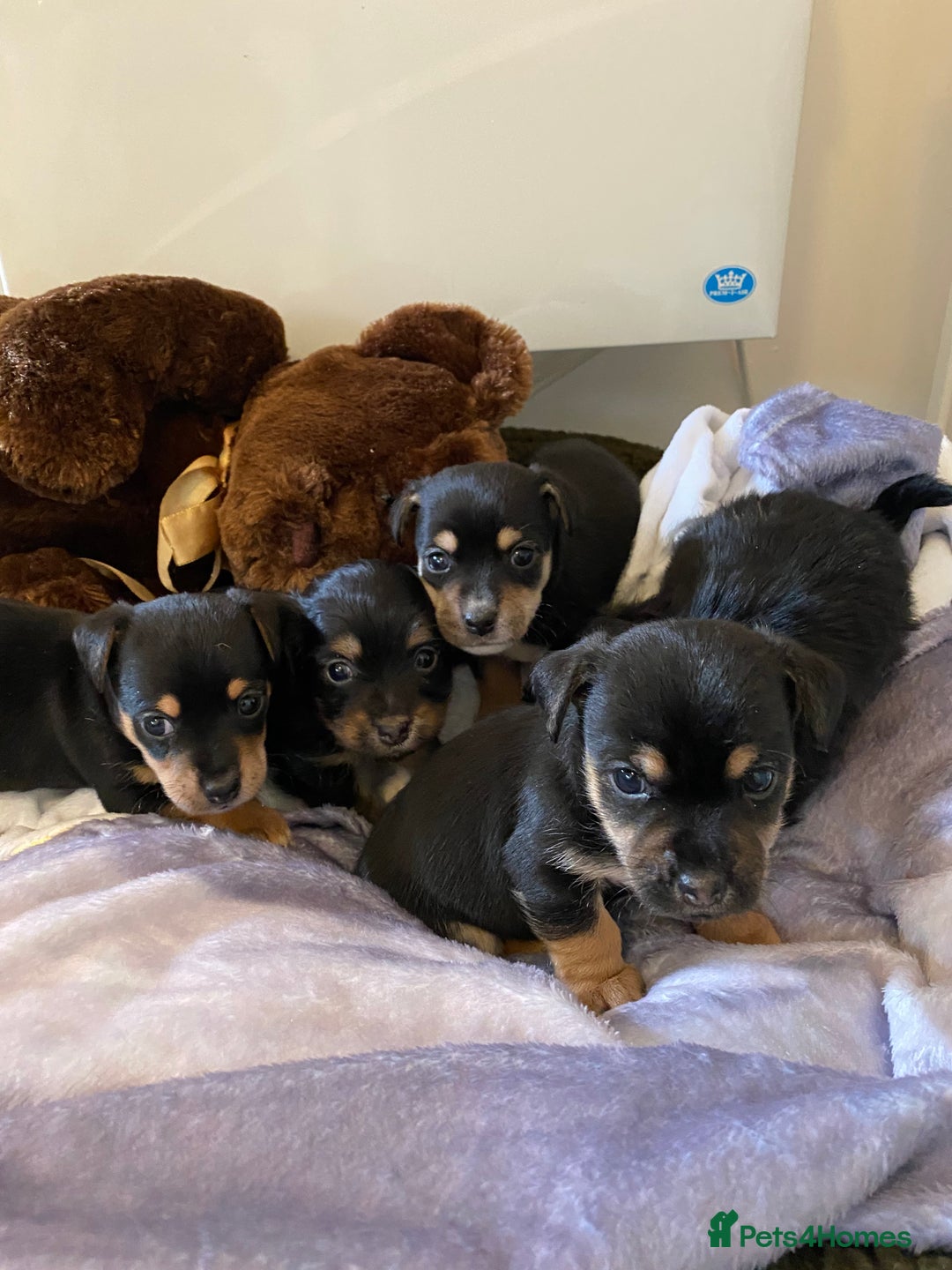 Jack Russell dogs for sale: Beautiful jacket Russell puppies for sale  - Advert 10