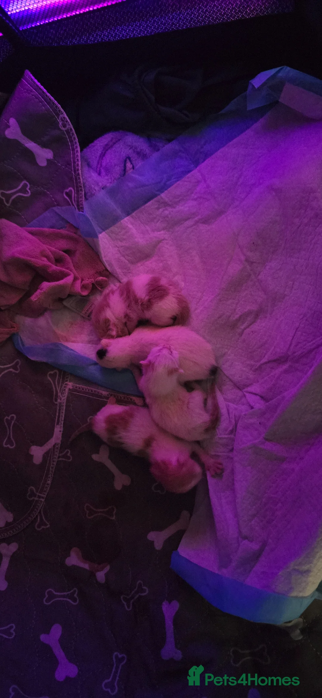 Mixed Breed cats for sale: Little fluffy balls  in Redditch - Advert 6