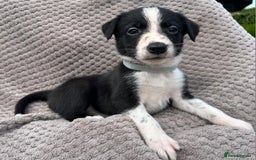 Border Collie dogs for sale: Border Collie Puppies for sale - Image 12