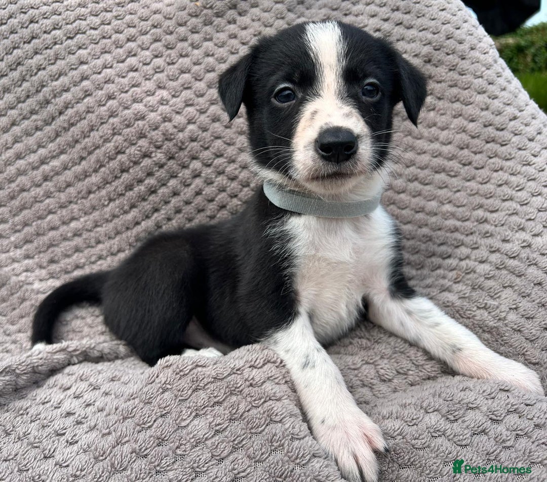Border Collie dogs for sale: Border Collie Puppies for sale - Image 12