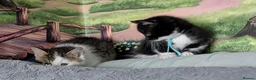 Domestic Shorthair cats for sale: Domestic Shorthair Kittens - Advert 40