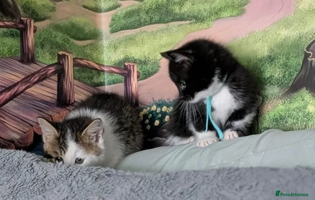 Domestic Shorthair cats for sale: Domestic Shorthair Kittens - Advert 40
