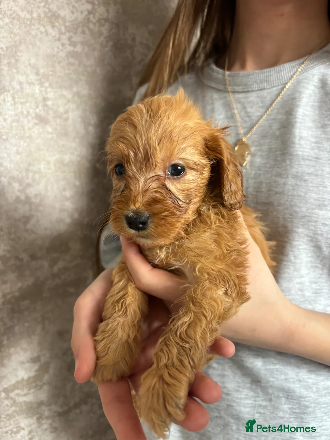 Cockapoo dogs for sale: Cockapoo puppies from a family home  in Orpington - Advert 11