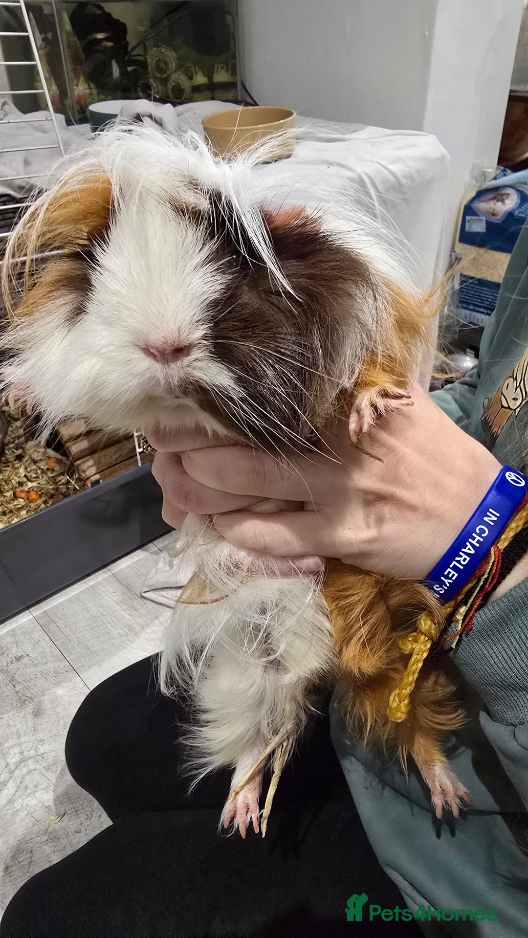 Guinea Pig rodents for sale: Free Guinea Pigs + Indoor Housing - Advert 2