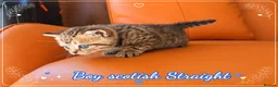 Scottish Fold cats for sale: Scotish Fold Kittens - Advert 8