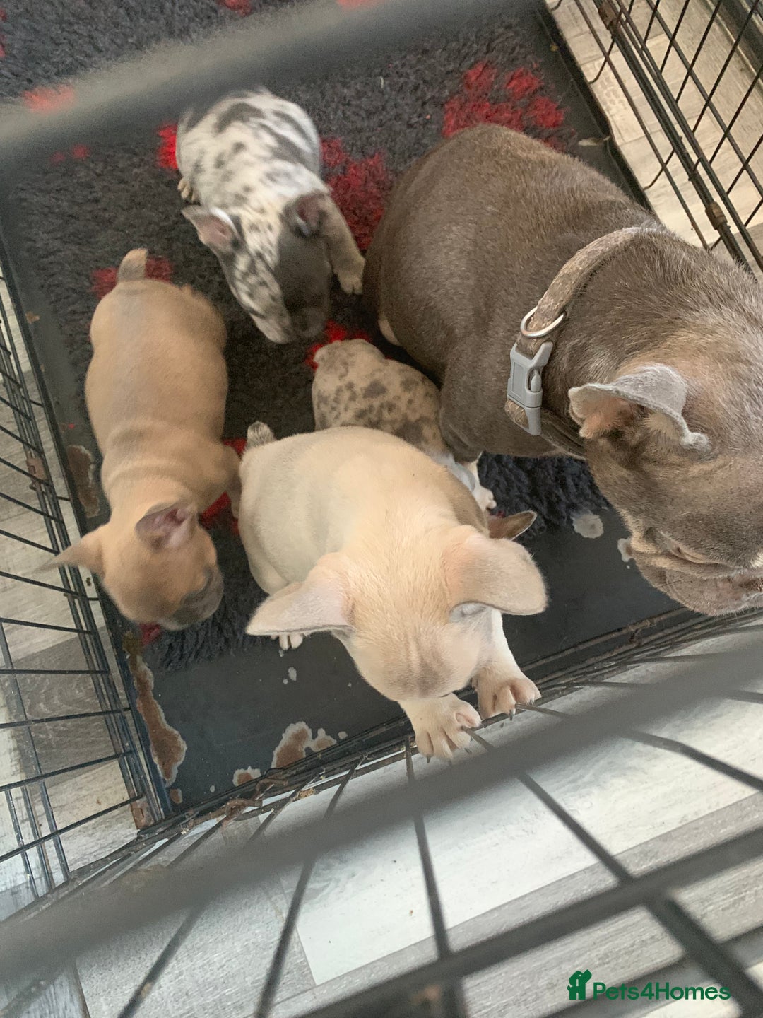 French Bulldog dogs for sale: French bulldogs  - Advert 13