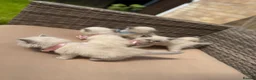 Ragdoll cats for sale: Ragdoll Blue Point  - Advert 2