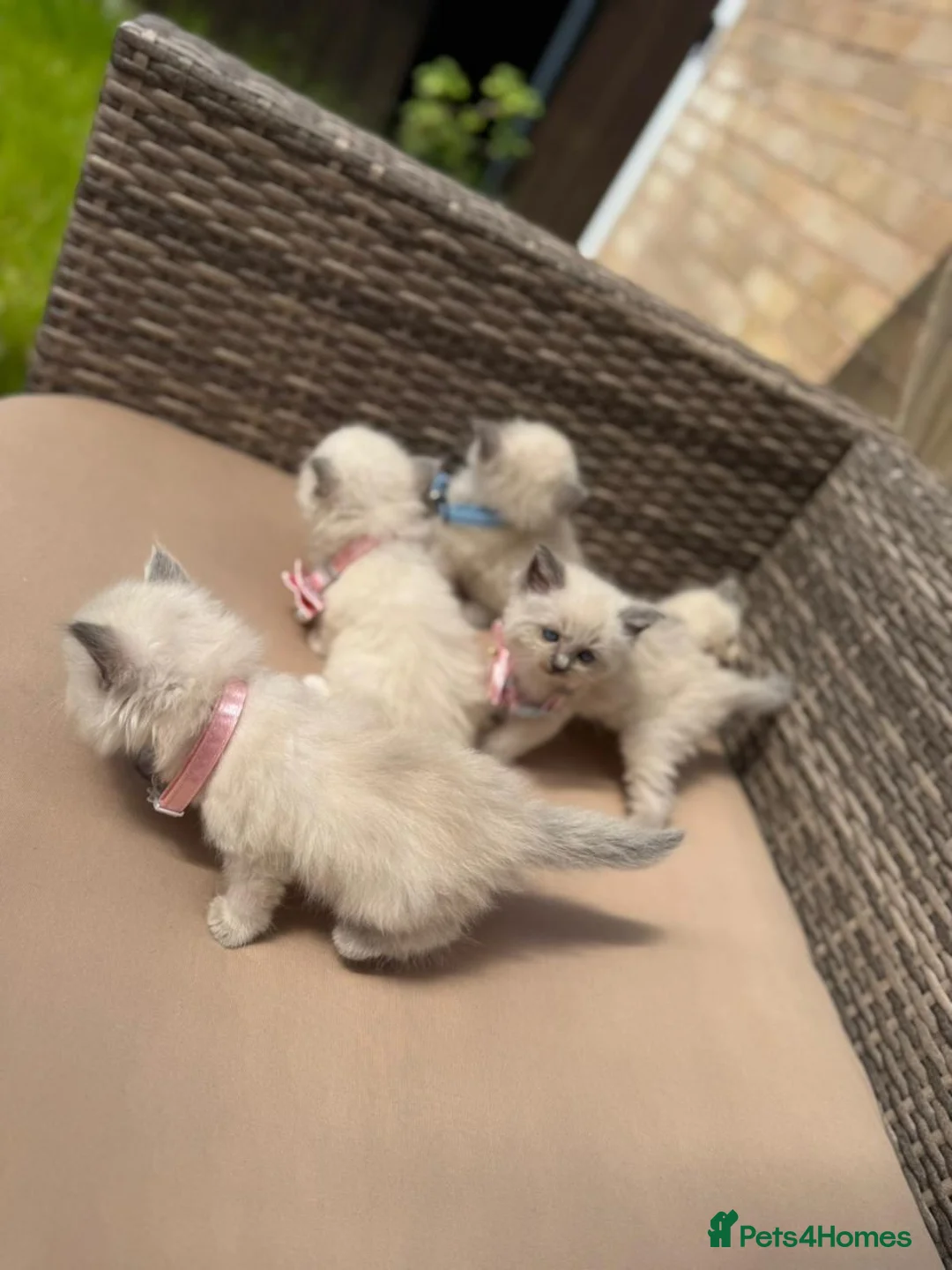 Ragdoll cats for sale: Ragdoll Blue Point  - Advert 2
