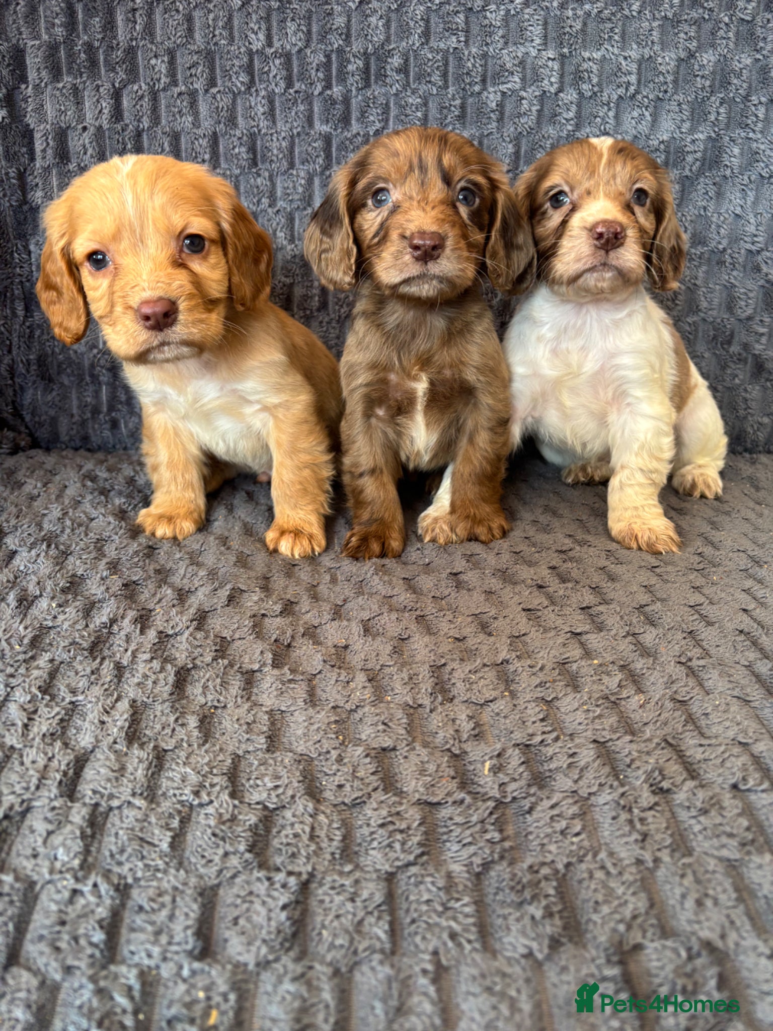Cocker Spaniel dogs Cocker spaniel Puppies  - Advert 1