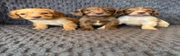 Cocker Spaniel dogs for sale: Cocker spaniel Puppies  in Leicester - Advert 1