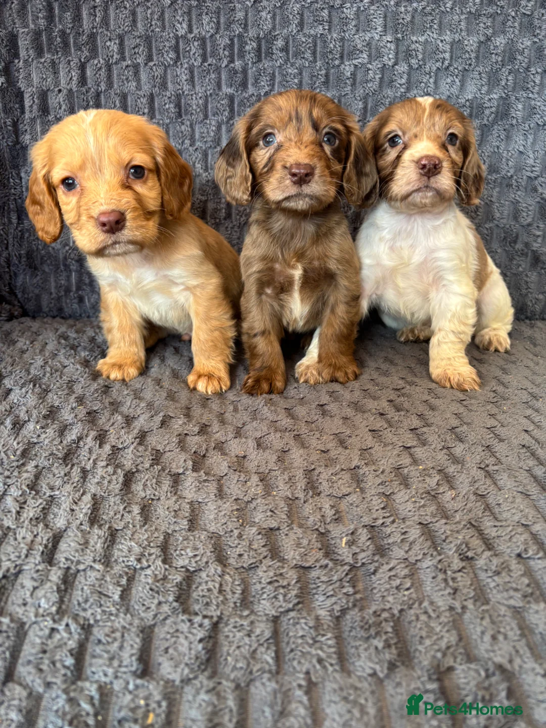 Cocker Spaniel dogs for sale: Cocker spaniel Puppies  in Leicester - Advert 1