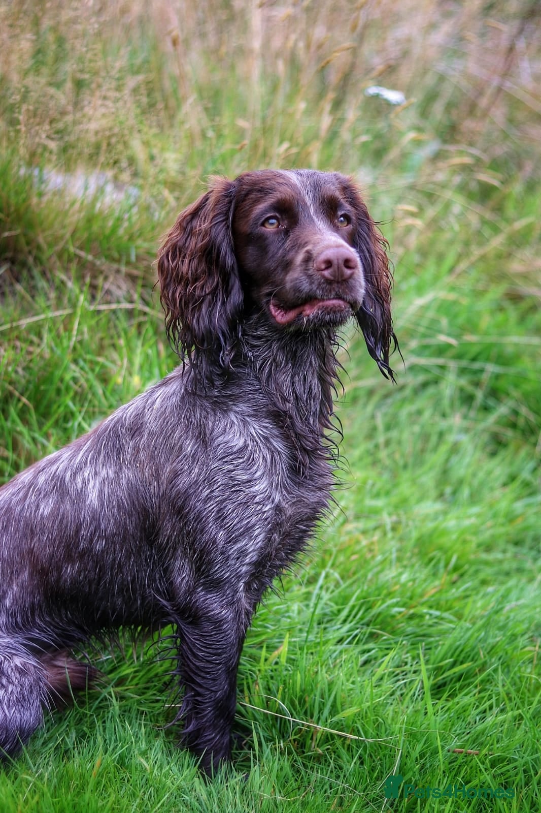 Cocker Spaniel dogs STUD Eye catching Roan KC Working Cocker Spaniel - Advert 1