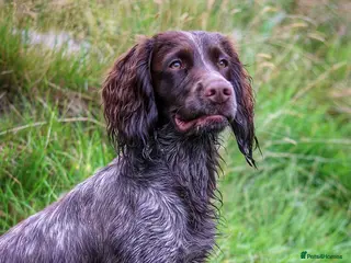 Cocker Spaniel dogs STUD Eye catching Roan KC Working Cocker Spaniel - Advert 1