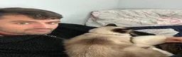 Ragdoll cats for sale: Ragdoll kitten and adult in Brighton - Advert 6